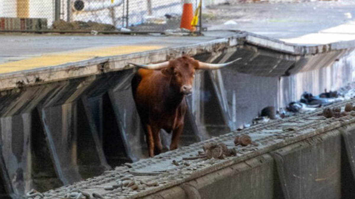 Loose bull seen roaming tracks at New Jersey station detained